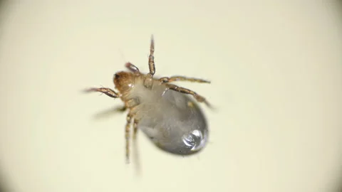 Tick lying on his back trying to roll over Stock Footage 98890317