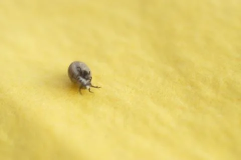 Tick mating Stock Photos