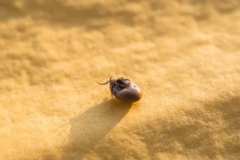 Tick mating Stock Photos