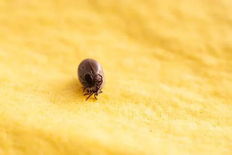 Tick mating Stock Photos