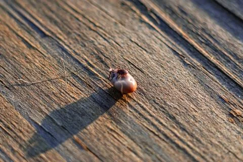 Tick mating Stock Photos