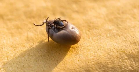 Tick mating Stock Photos