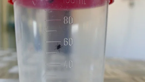 Tick in medical contener Stock Footage 120950600
