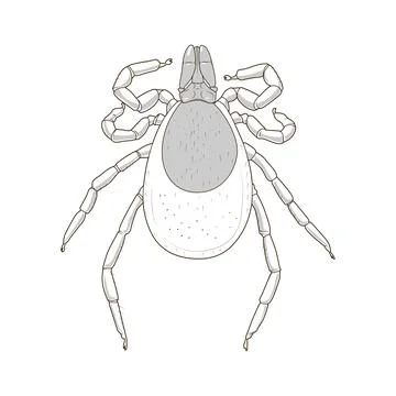 Tick mite insect vector illustration Stock Illustration