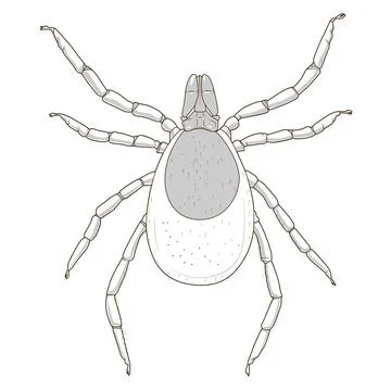 Tick mite insect vector illustration Stock Illustration