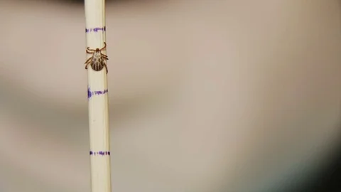 The tick moves on a measured stick Stock Footage 78808423