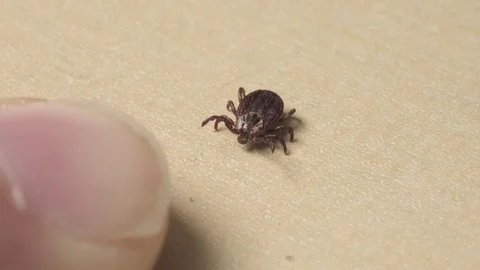 The tick moves toward the finger Stock Footage