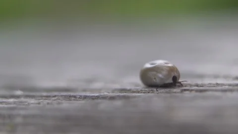 Tick Moving in Nature 库存影片 117854279