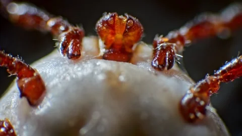 Tick observed under a microscope, showing detailed body parts moving, highl.. Stock Footage 270148624