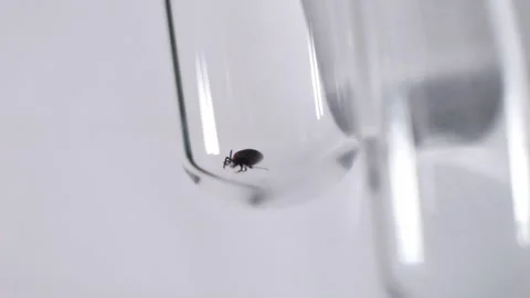 Tick outbreak, Lyme parasite labratory Stock Footage 250724271