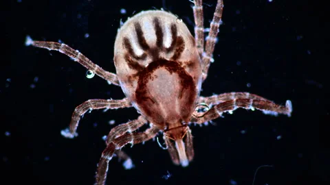 Tick parasite close Up 스톡 동영상 268949314