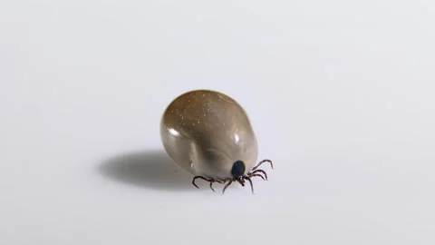 Tick parasite crawls on a white background. Environmental hazard. Stock Footage 199619694