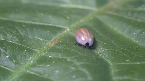 Tick parasite full of bllod and potentially carrying Lyme Disease is Stock Footage 244371040