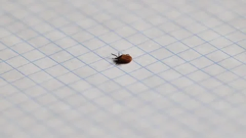 Tick parasite walking on graph paper, symbolizing lyme disease and health risk Stock Footage 344697059