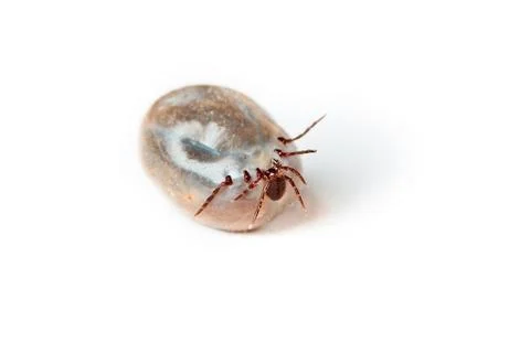 Tick - parasite on white background Stock Photos