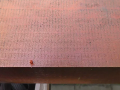 Tick - Parasitic Arachnid - Background for Insecticid Stock Footage 75688570