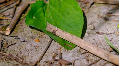Tick in the park on the grass. Selective focus. Stock Footage 257429802
