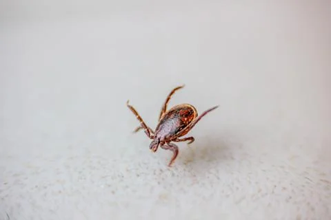 Tick Stock Photos