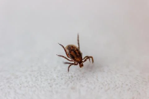 Tick Stock Photos