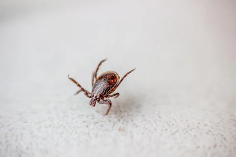 Tick Stock Photos