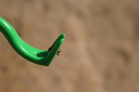 Tick Plier Stock Photos