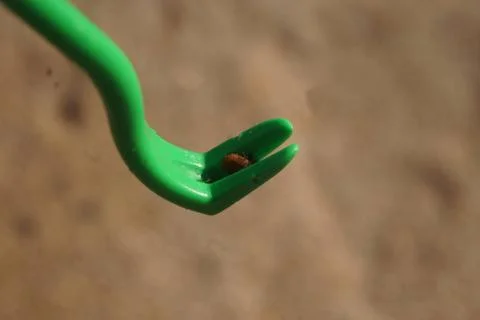 Tick Plier Stock Photos