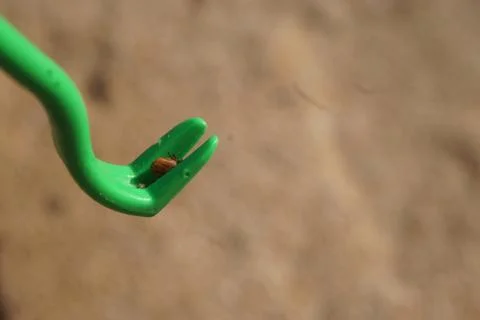 Tick Plier Stock Photos