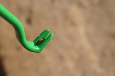 Tick Plier Stock Photos
