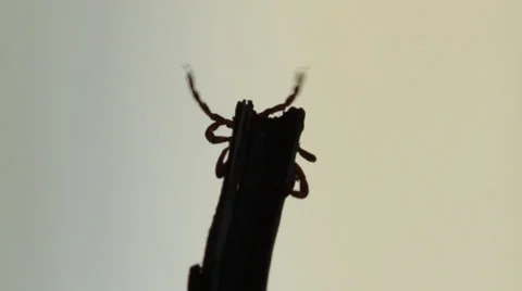 Tick questing on a blade of grass. Stock-Footage 37301103