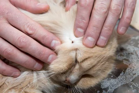 Tick is removed with human hands Stock Photos