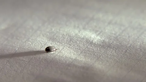 A tick removed from a human on a white sheet of paper Stock-Footage 307852247