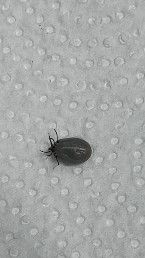 Tick removed from the side lies upside down Stock Footage 308969131