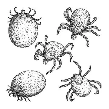 Tick set sketch hand drawn vector Stock-Illustration