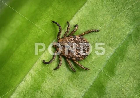 Tick sits on a green leaf Stock Photos
