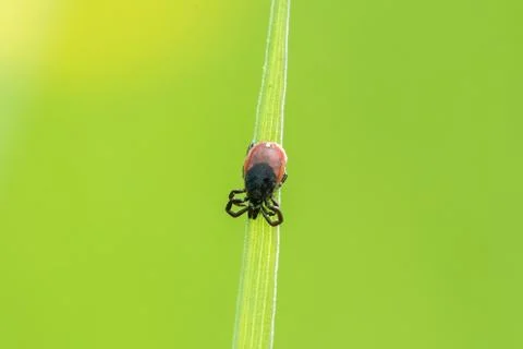 Tick ??sitting on a leaf of grass Stock Photos