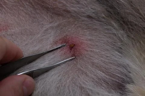 Tick on the skin Stock Photos