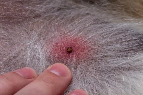 Tick on the skin Stock Photos
