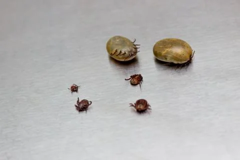 Tick on steel table Stock Photos