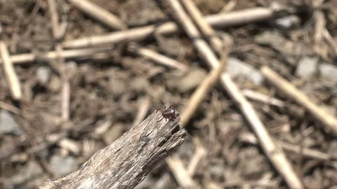 Tick on stick bug parasite Stock Footage 77197577