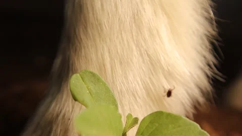 Tick on tall grass jumping on lamb – parasitic life cycle in wildlife Stock Footage 312105820