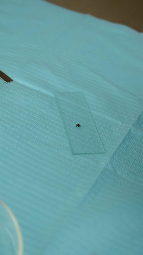 Tick in a test tube in the laboratory. Selective focus. Stock Footage 305753500
