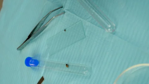 Tick in a test tube in the laboratory. Selective focus. Stock Footage 305754807
