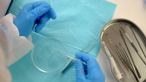 Tick in a test tube in the laboratory. Selective focus. Stock Footage 305755403