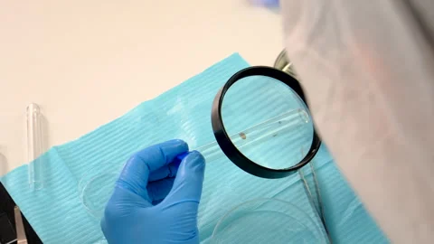 Tick in a test tube in the laboratory. Selective focus. Stock Footage 305923056