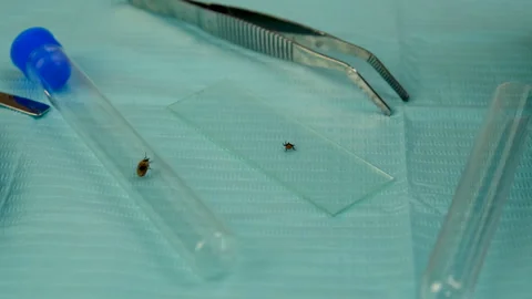 Tick in a test tube in the laboratory. Selective focus. Stock Footage 305923874