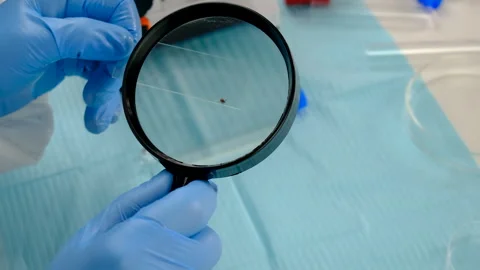 Tick in a test tube in the laboratory. Selective focus. Stock Footage 306412369
