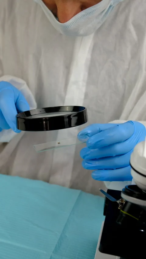 Tick in a test tube in the laboratory. Selective focus. Stock Footage 306584237