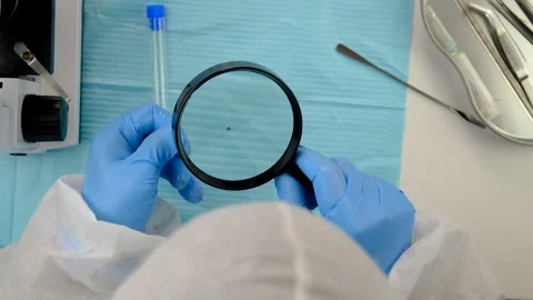 Tick in a test tube in the laboratory. Selective focus. Stock Footage 306599146