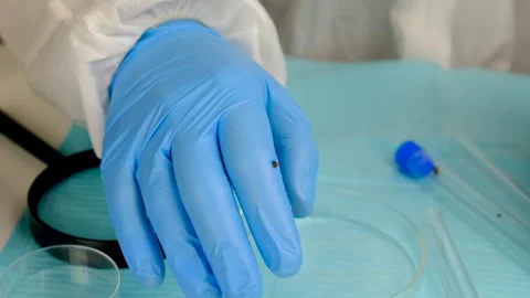 Tick in a test tube in the laboratory. Selective focus. Stock Footage 306753825