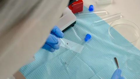 Tick in a test tube in the laboratory. Selective focus. Stock Footage 306765873